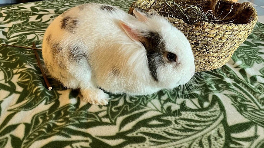 Zoothérapie