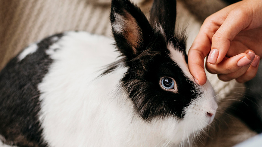 Lapin