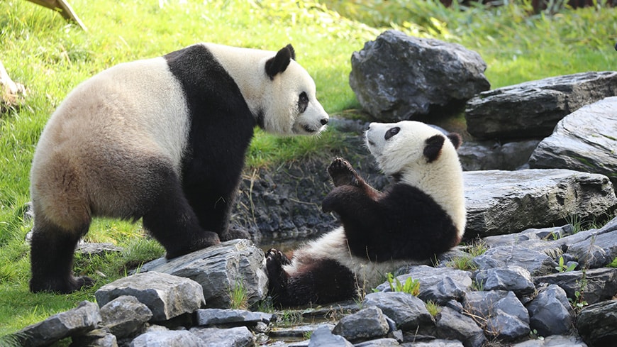 Pairi Daiza